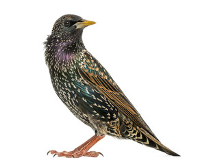 Side view of a Common Starling, Sturnus vulgaris, isolated - obrazy, fototapety, plakaty