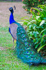 Fototapeta premium Close-up portrait of beautiful peacock