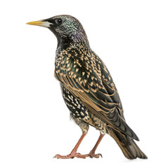 Rear view of a Common Starling, Sturnus vulgaris, isolated