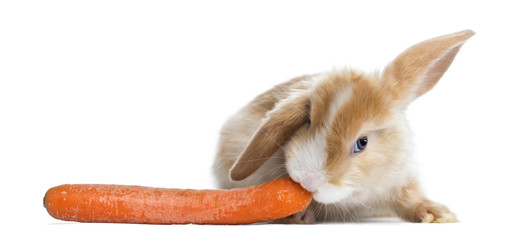 Satin Mini Lop rabbit eating a carrot, isolated on white