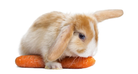 Satin Mini Lop rabbit eating a carrot, lying on it, isolated