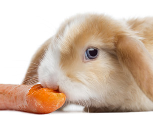 Close-up of a Satin Mini Lop rabbit eating a carrot, isolated