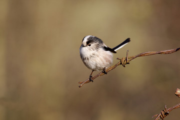 Long tailed tit, Aegithalos caudatus