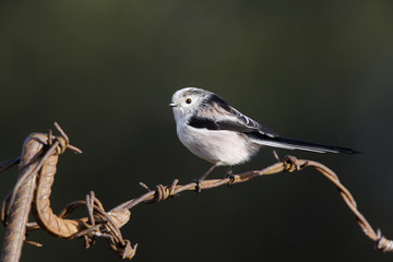 Long tailed tit, Aegithalos caudatus