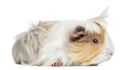 Side view of Peruvian Guinea Pig, isolated on white