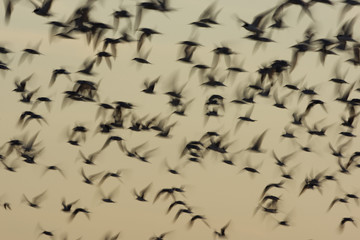 Arctic, common and least terns