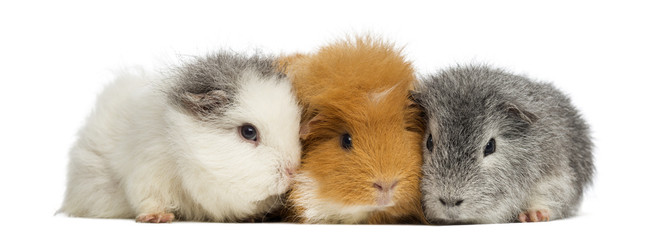 Swiss Teddy Guinea Pigs in a row, isolated on white