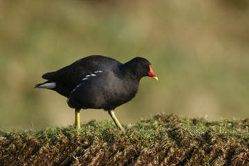 Moorhen, Gallinula chloropus,