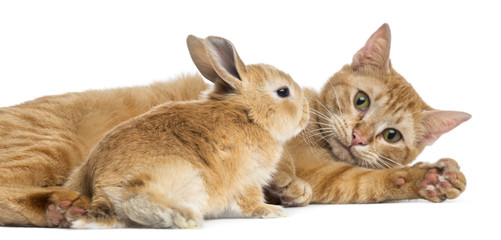 Cat and Rex dwarf rabbit, isolated on white