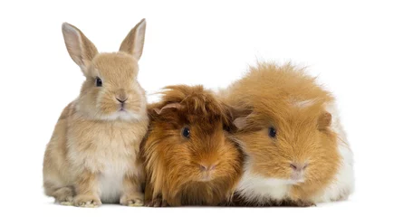 Fotobehang Dwarf rabbit and Guinea Pigs, isolated on white © Eric Isselée