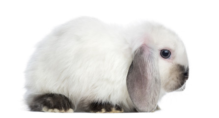 Side view of a Satin Mini Lop rabbit, isolated on white