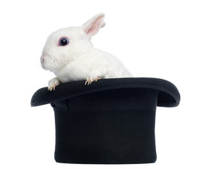 Mini rex rabbit goint out of a top hat, isolated on white
