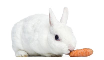 Mini rex rabbit eating a carrot, isolated on white