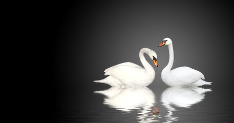 Two swans