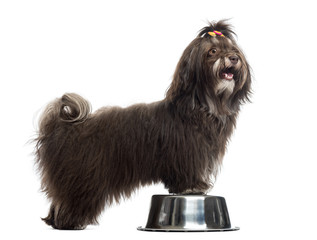 Side view of a Havanese panting, paws in a metallic bowl, isolat