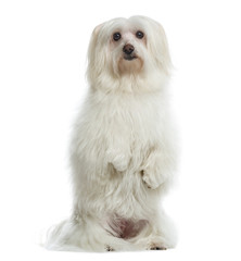 Maltese on hind legs, facing isolated on white
