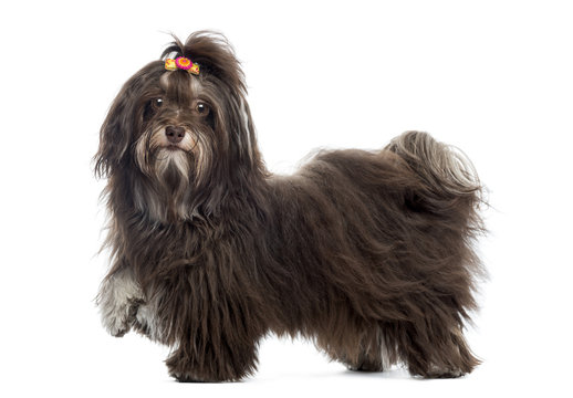 Side view of a Havanese looking at the camera, paw up, isolated