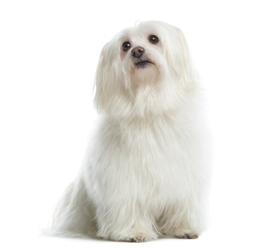 Maltese Sitting, Looking Up, Isolated On White