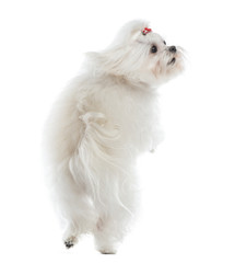 Rear view of a Maltese jumping, isolated on white