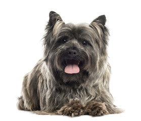 Front view of a Cairn Terrier lying, panting, isolated on white