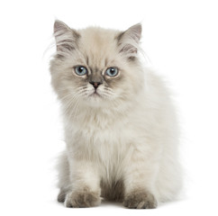 Fototapeta na wymiar British Longhair kitten, sitting, staring at the camera