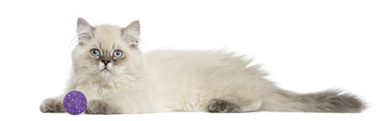 Side view of a British Longhair kitten lying with ball, 5 months