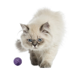 British Longhair kitten playing with a ball, 5 months old