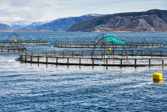 Norwegian fish farm for salmon growing in open sea
