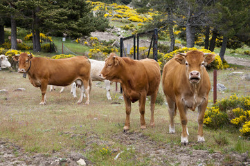 Fototapeta na wymiar Cows grazing in Avila, Spain