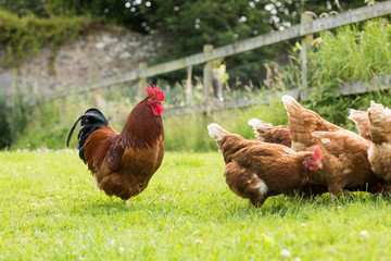 Chickens on a lawn with a cockerel