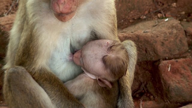 Wild macaque is breastfeeding baby