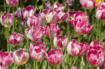 Fototapeta premium Pink tulips