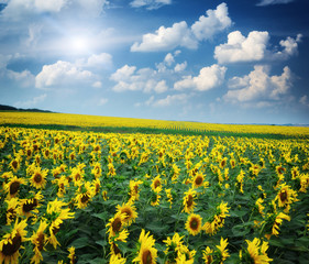 Obraz premium Big field of sunflowers