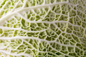 Fototapeta premium Cabbage.
