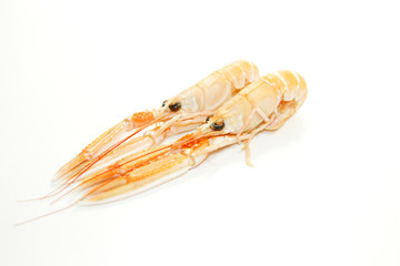 langoustines