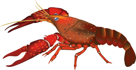 アメリカザリガニ