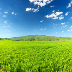 Fototapeta premium Field and sky