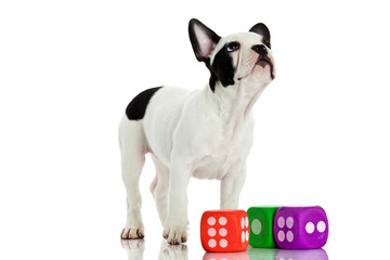french bulldog with dices isolated on white background