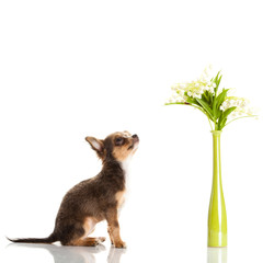 chihuahua isolated on white background
