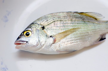 クロダイ