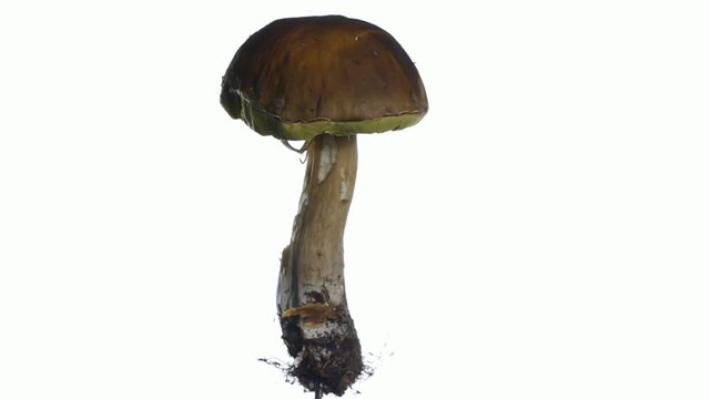 edible mushroom boletus edulis isolated