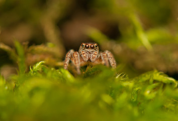 Evarcha - Jumping spider