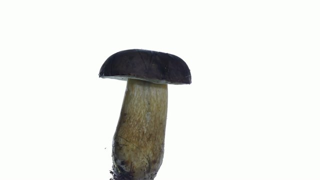 edible mushroom boletus edulis isolated
