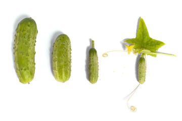 Growing Up Cucumber