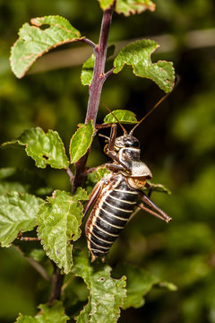 criquet sur une branche