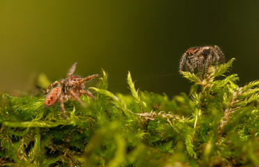 Evarcha - Jumping spider