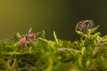 Evarcha - Jumping spider