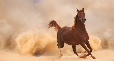 Arabian horse running out of the Desert Storm - 56786520
