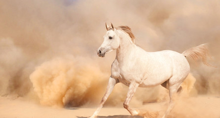 Purebred white arabian horse running in desert - 56786528
