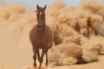 Arabian horse running out of the Desert Storm - 56786533